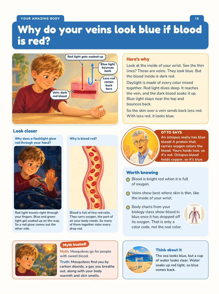 Page: Why do your veins look blue if blood is red? A big labeled picture of light entering the skin, a Myth busted box and an Otto Says fact